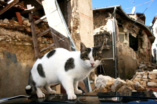 One of many thousands of community cats spayed or neutered by Lega Pro Animale