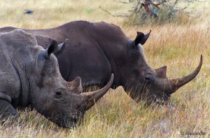 White Rhinos, Kenya