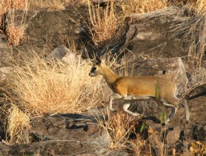 Klipspringer, Botswana, Africa