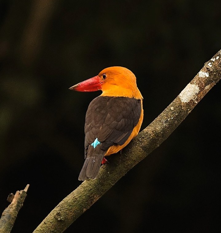 photo credit: Pallavi Kaiwar