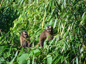 Brown Capuchin Monkeys, Peru
