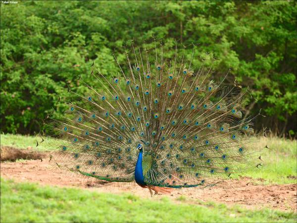 photo credit: Pallivar Kaiwar