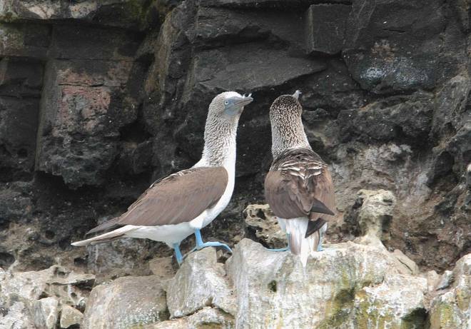 Blue-footed Booby by Ben Barkely - RAXA Collective