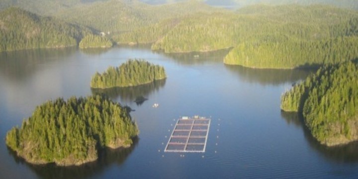 Ahousaht First Nation Warriors Win B.C. Salmon Farm&nbsp;Standoff