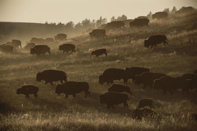 Bison, like these at Custer State Park, in South Dakota, were central to the Plains Indians. But when the U.S. National Parks Service tried to reintroduce them to Lakota lands, it tore the community apart.  PHOTO: SARAH LEEN, NATIONAL GEOGRAPHIC CREATIVE