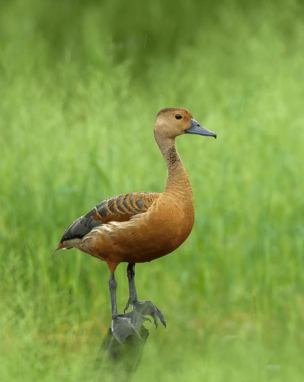 Lesser Whistling Duck by Sudhir Shivaram - RAXA Collective