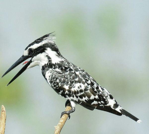Pied kingfisher by Vijaykumar Thondaman - RAXA Collective