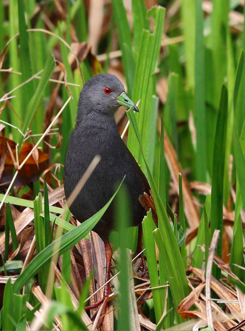 Black-tailed Crake by Gururaj Moorching - RAXA Collective