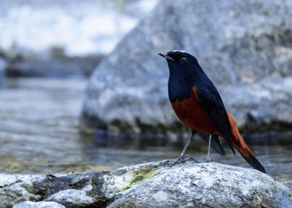 White-capped Water Redstart by Ramesh Desai - RAXA Collective