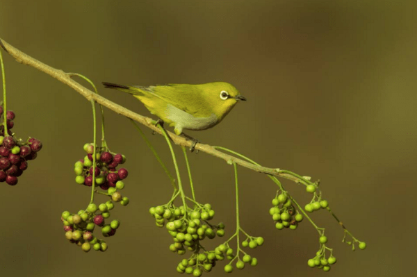 Oriental White-eye by Ramesh Desai - RAXA Collective