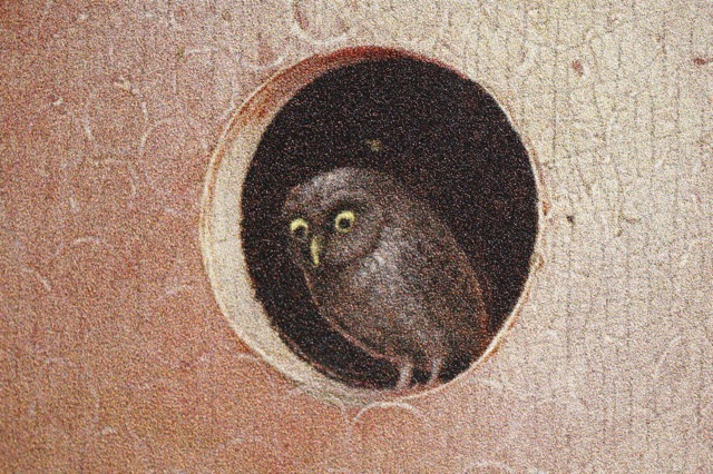 Little owl, Bosch, Garden of earthly delights