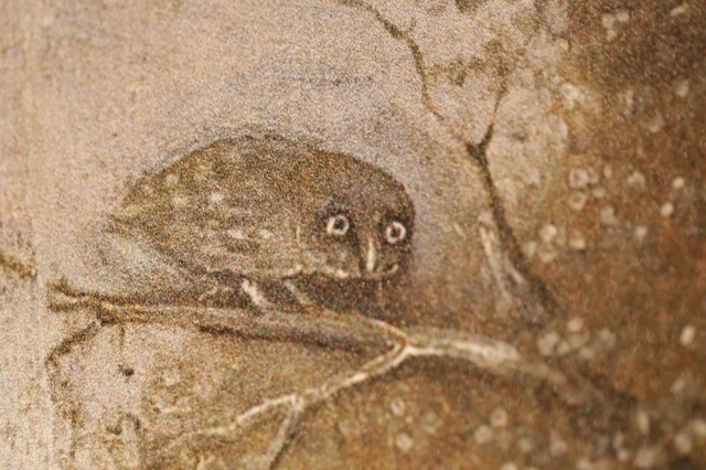 Little owl, Hieronymus Bosch