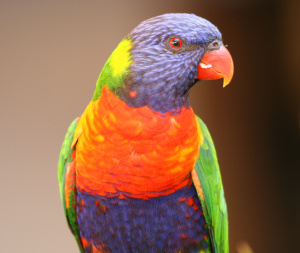 Rainbow Lorikeet, Australia
