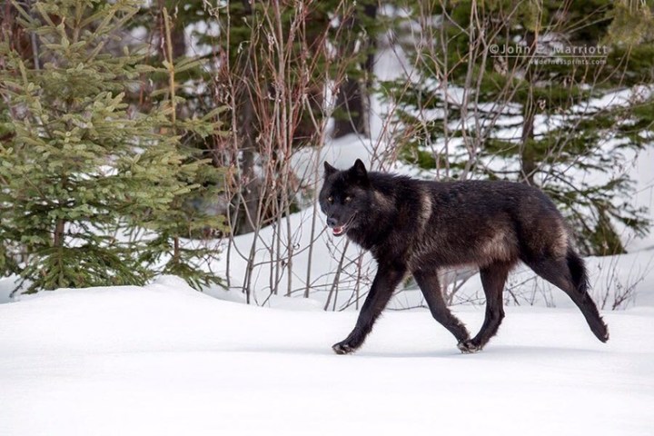 A call for Wisconsin wolf advocates to step forward to protect an endangered&nbsp;species