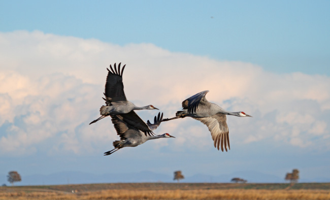 Sandhill Cranes near Cosumnes River Preserve, CA