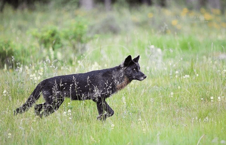 Endangered Species Act under fire: This congress could destroy decades of protections with one swipe of the&nbsp;pen