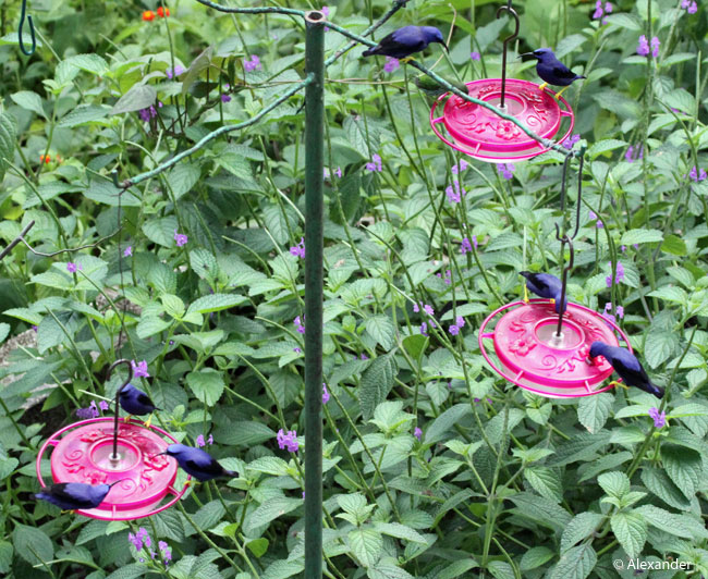 Purple honeycreeper males on nectar feeders, Asa Wright, Trinidad