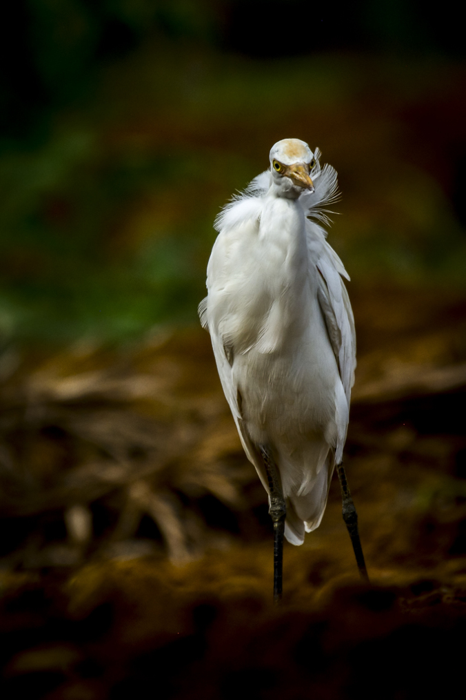 Great Egret by Chetan Krishnamurthy - La Paz Group